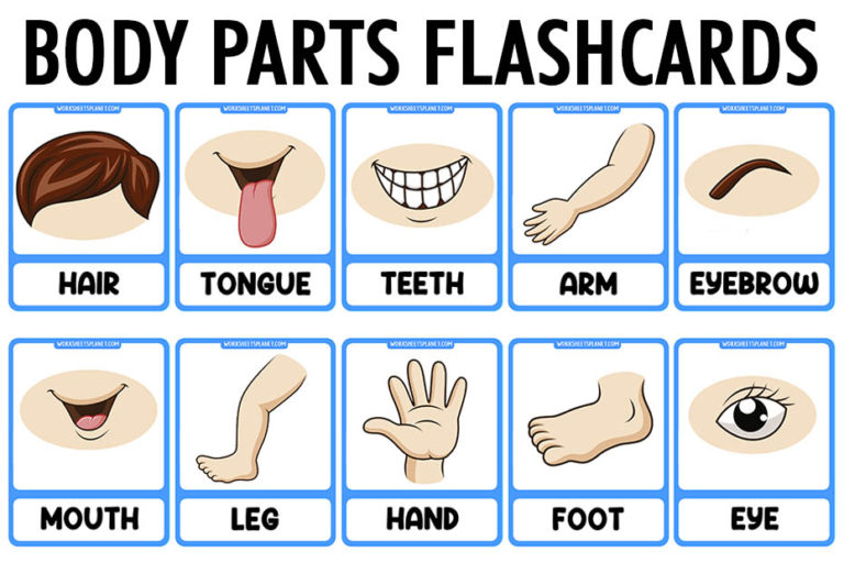 parts of the body vocabulary flashcards