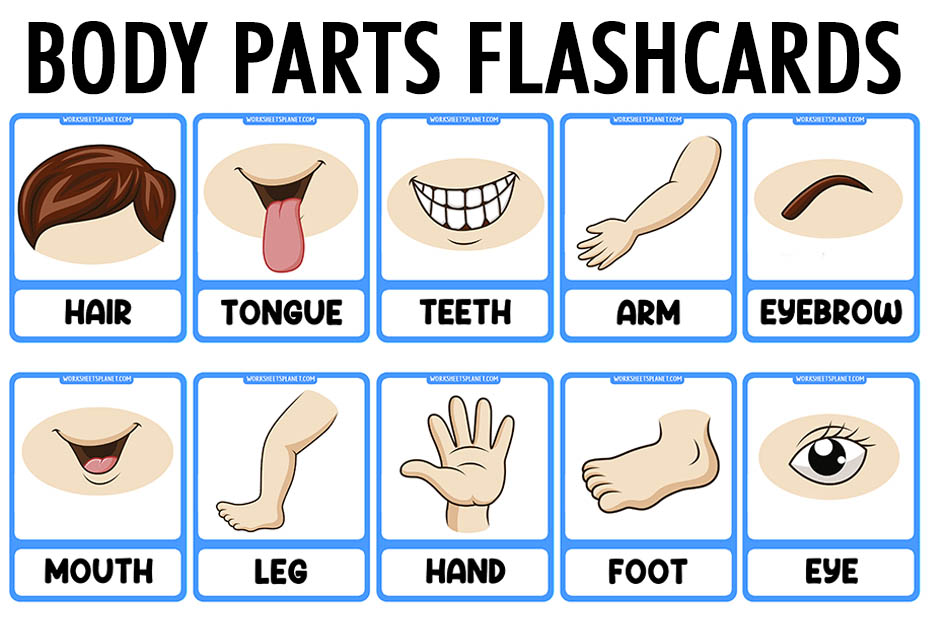 Parts Of The Body Vocabulary Flashcards