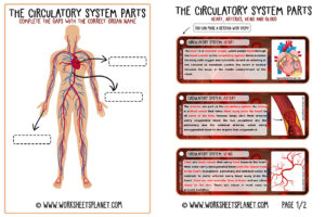 Circulatory System Diagram