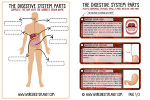Digestive System Diagram for Kdis