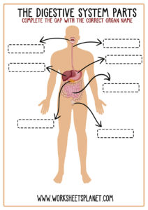 Digestive System Diagram Unlabeled