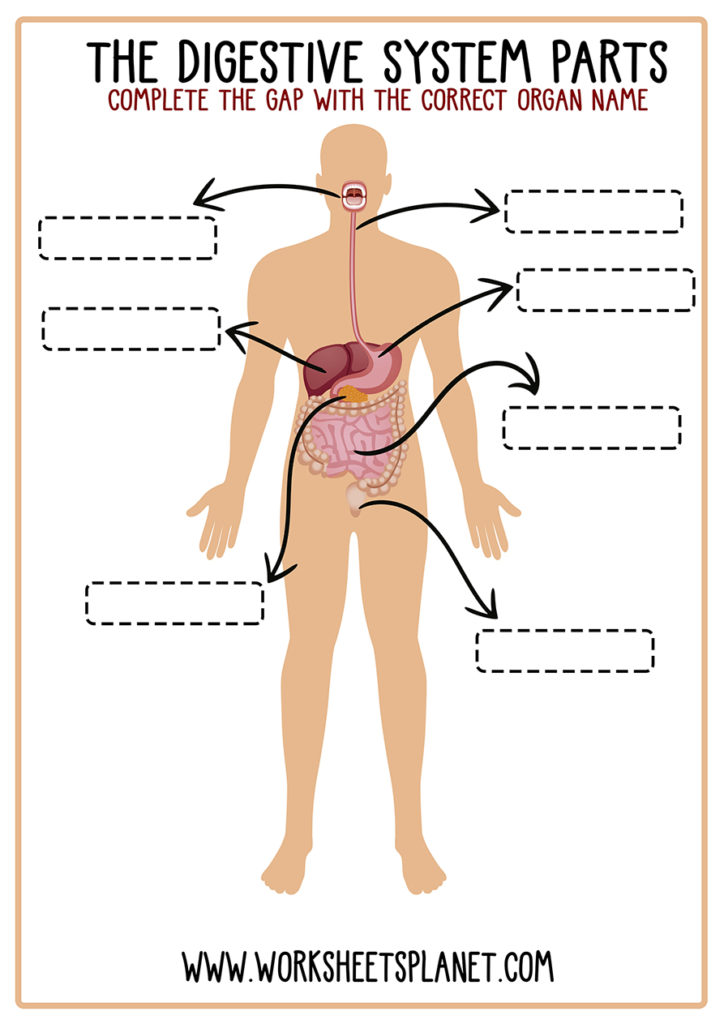 human body systems for kids worksheets