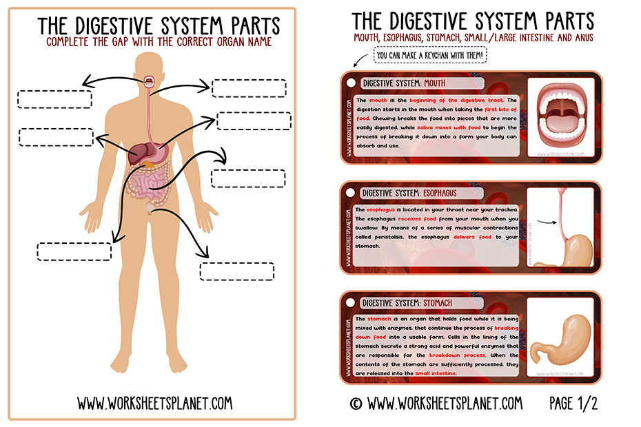 human body systems for kids worksheets