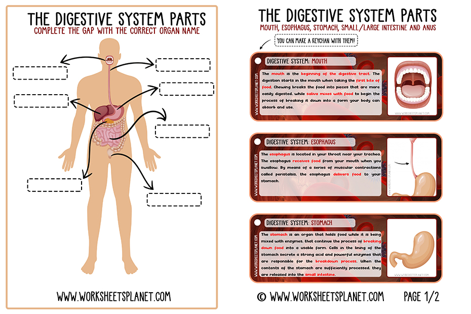 Digestive System for Kids (Diagram + Theory + Vocabulary)