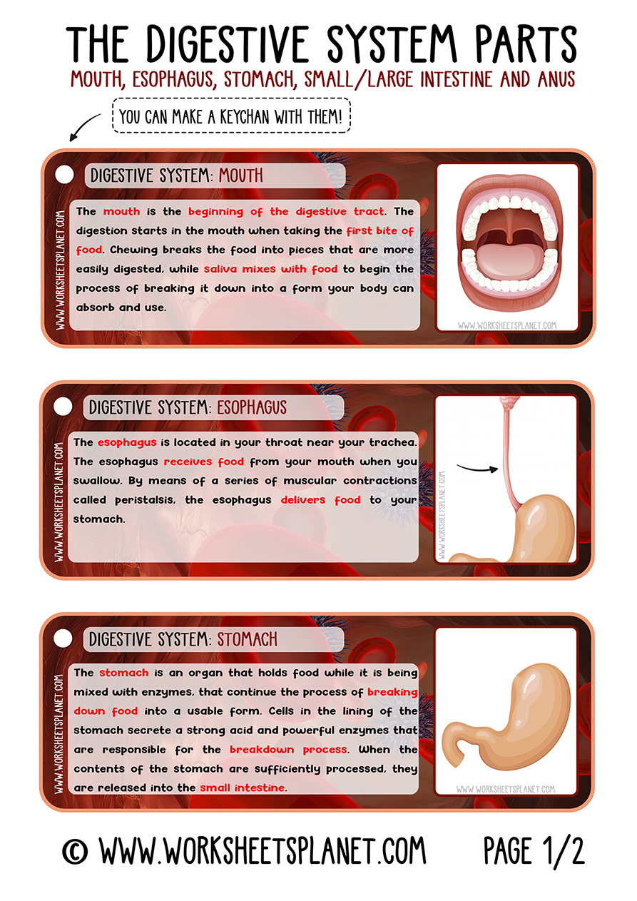 Digestive System Primary School