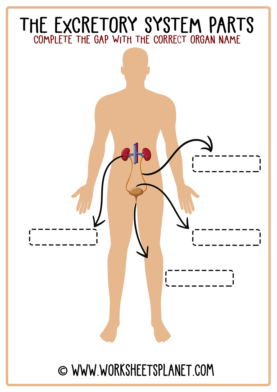 Escretory System Diagram Unlabeled
