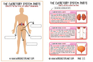 Excretory System Diagram