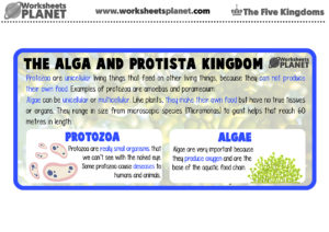 Alga And Protista Kingdom For Kids