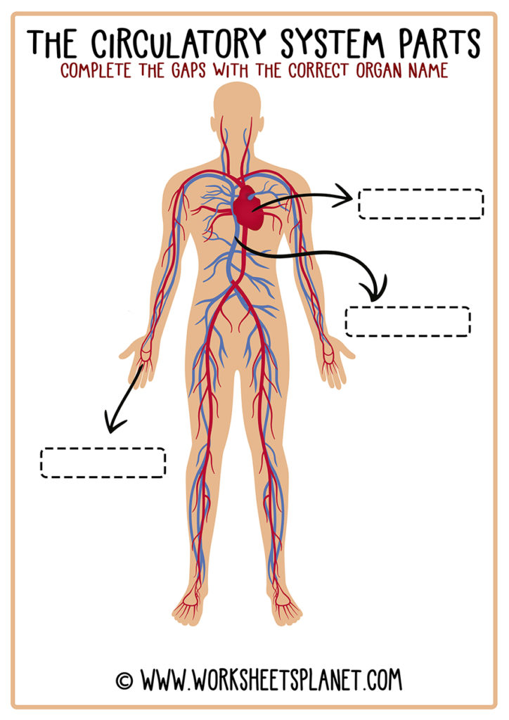 circulatory system easy drawing with label