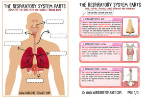 Learning Respiratory System For Kids