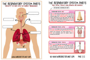 Learning Respiratory System For Kids