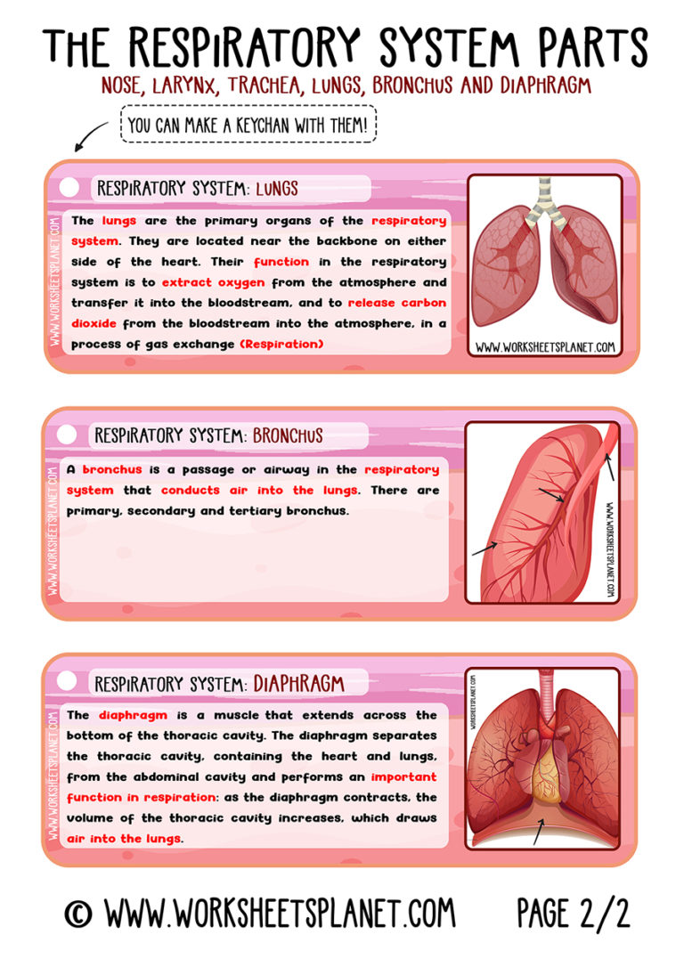 Respiratory System For Kids Diagram Theory Vocabulary
