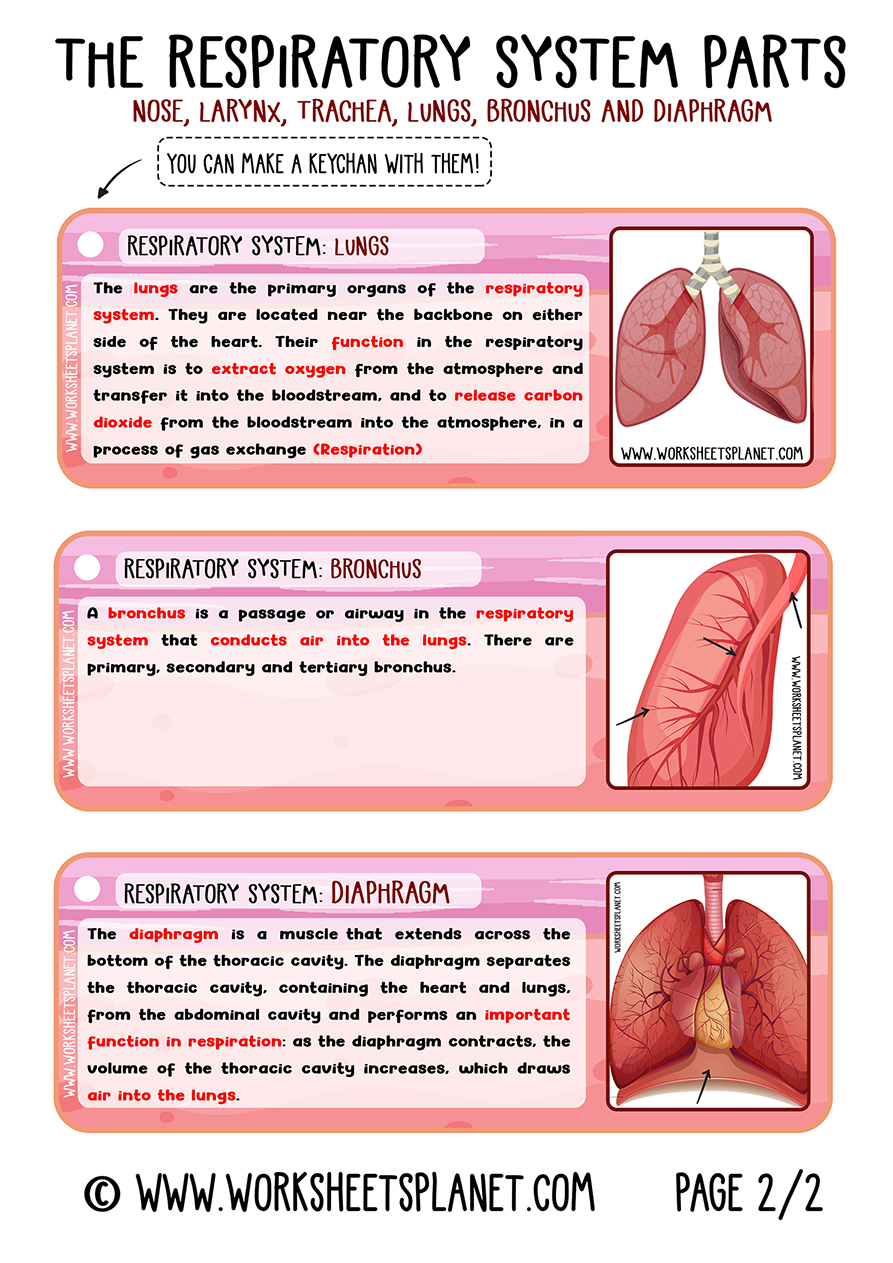 Respiratory System for Kids (Diagram + Theory + Vocabulary)