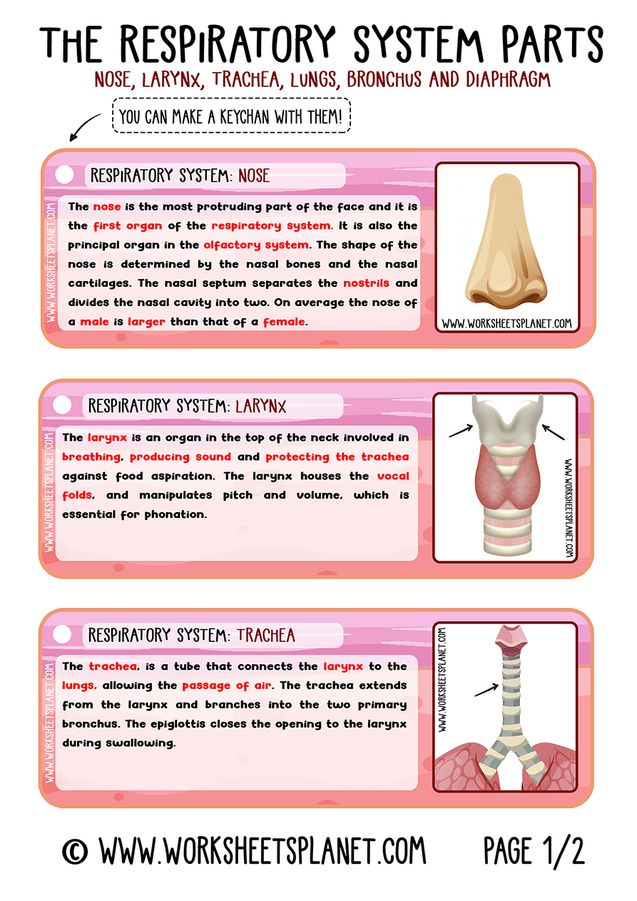 Respiratory System for Kids (Diagram + Theory + Vocabulary)