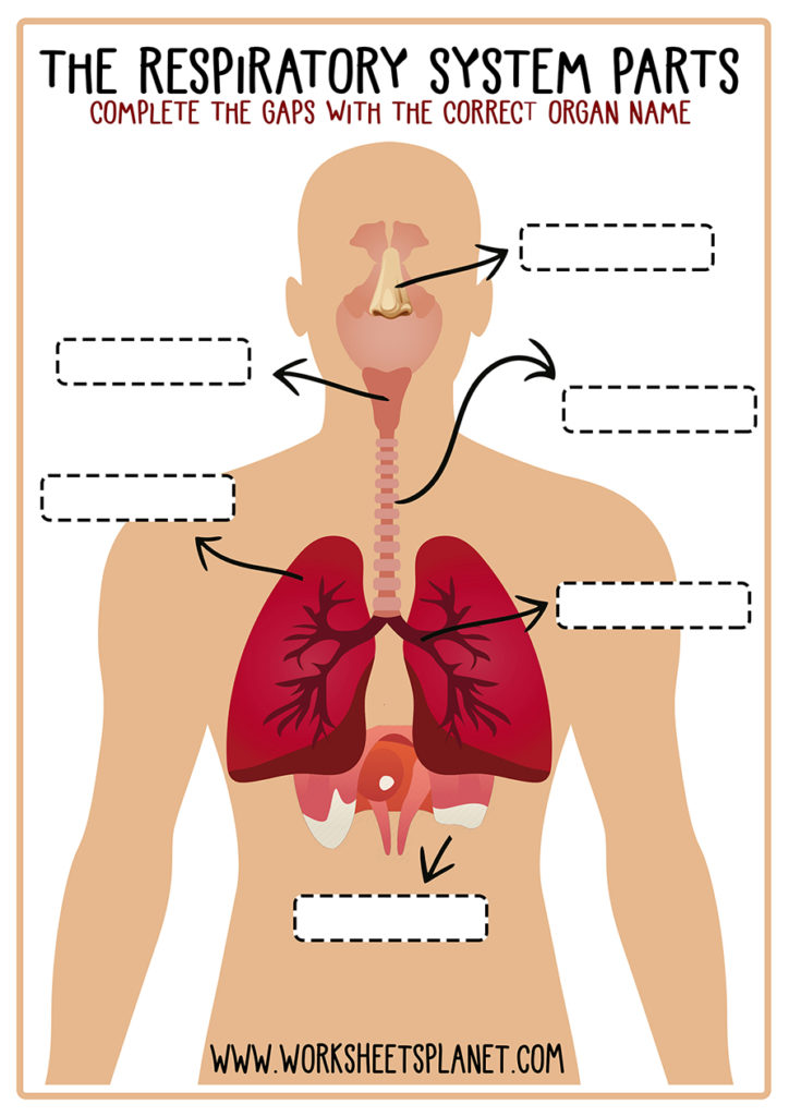 Respiratory System for Kids (Diagram + Theory + Vocabulary)