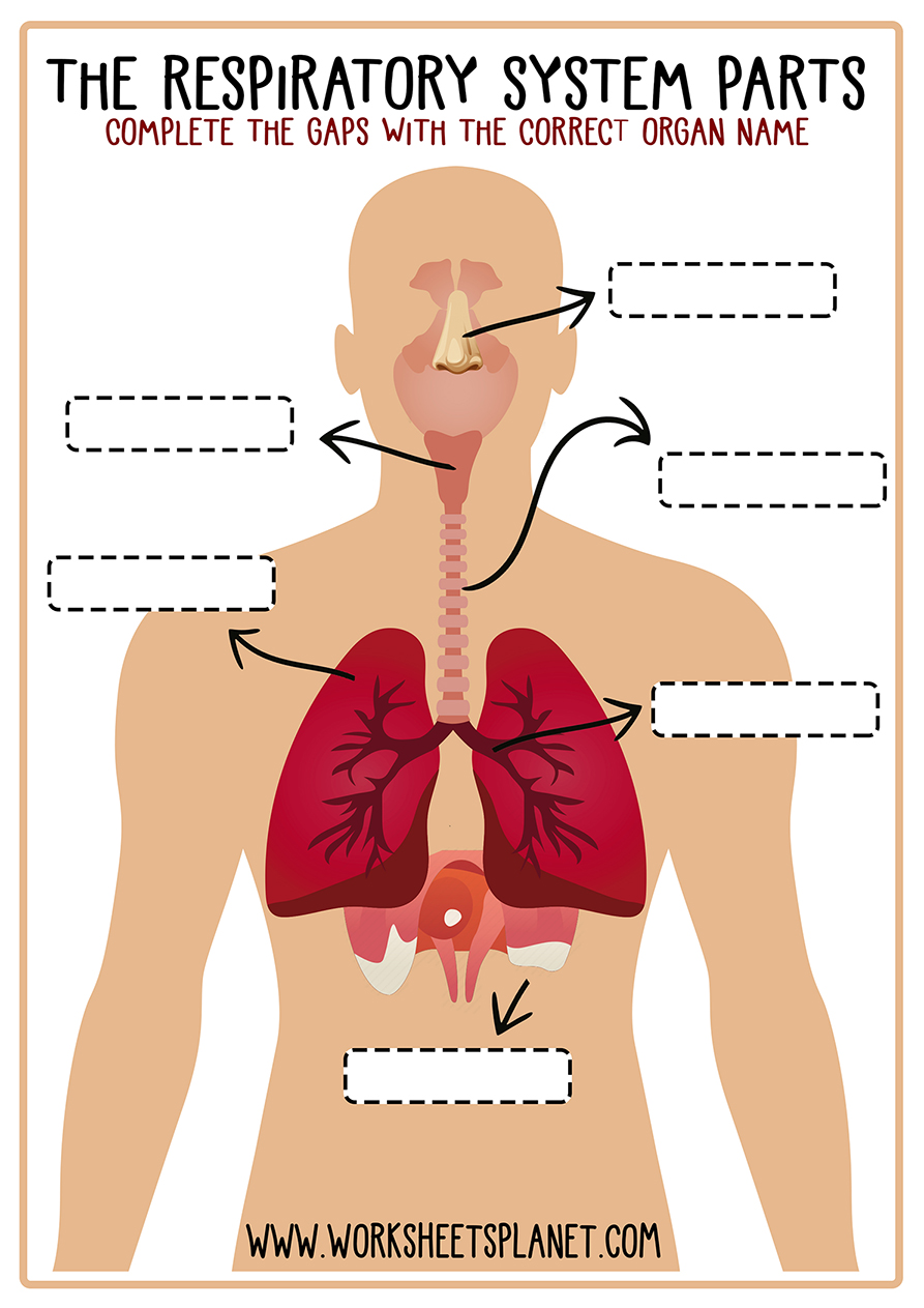 Respiratoy System Diagram Unlabeled