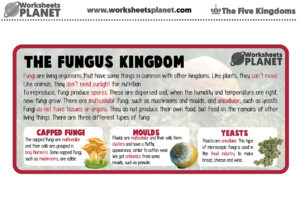 The Fungus Kingdom For Kids