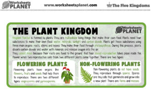 The Plant Kingdom For Kids