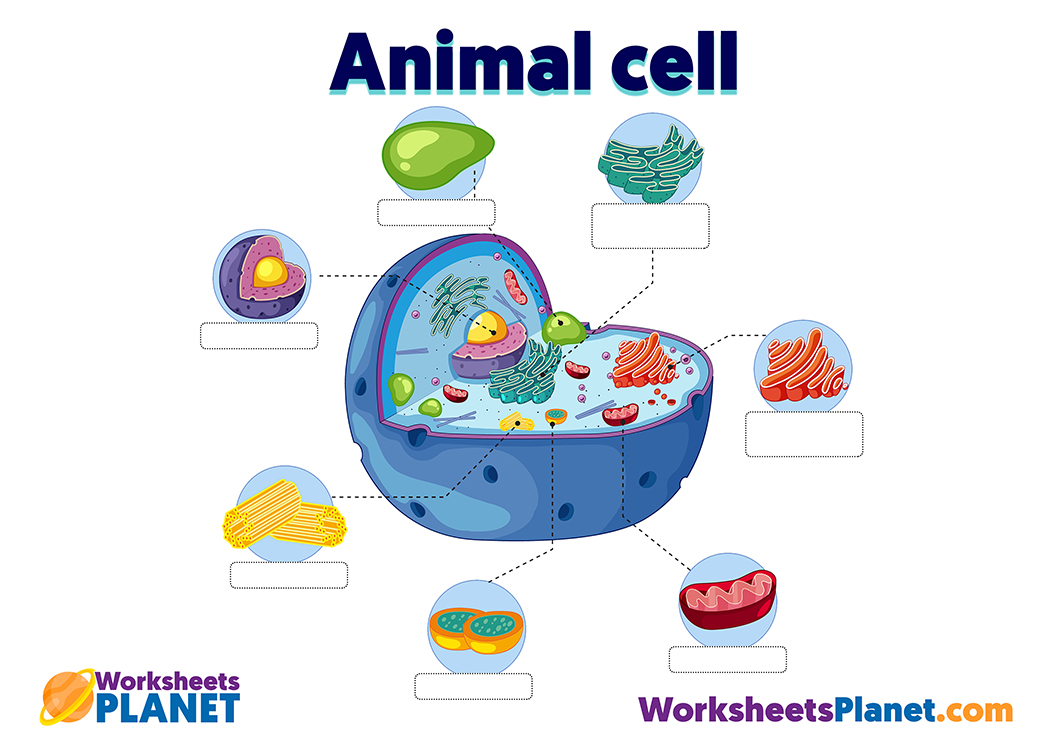 Animal Cell Anatomy For Kids