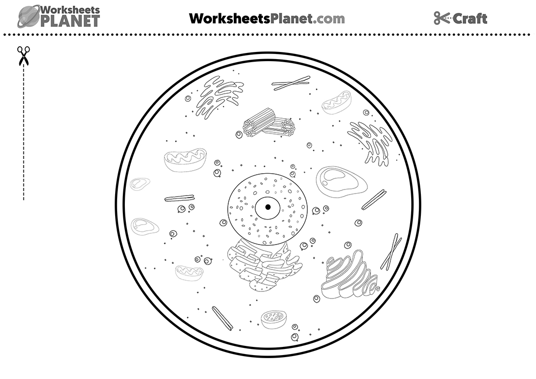 Animal Cell Coloring Sheet