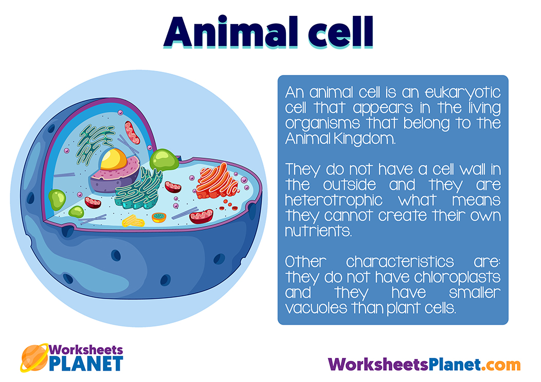 Animal Cell For Kids