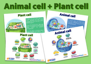 Animal Cell Plant Cell Activities