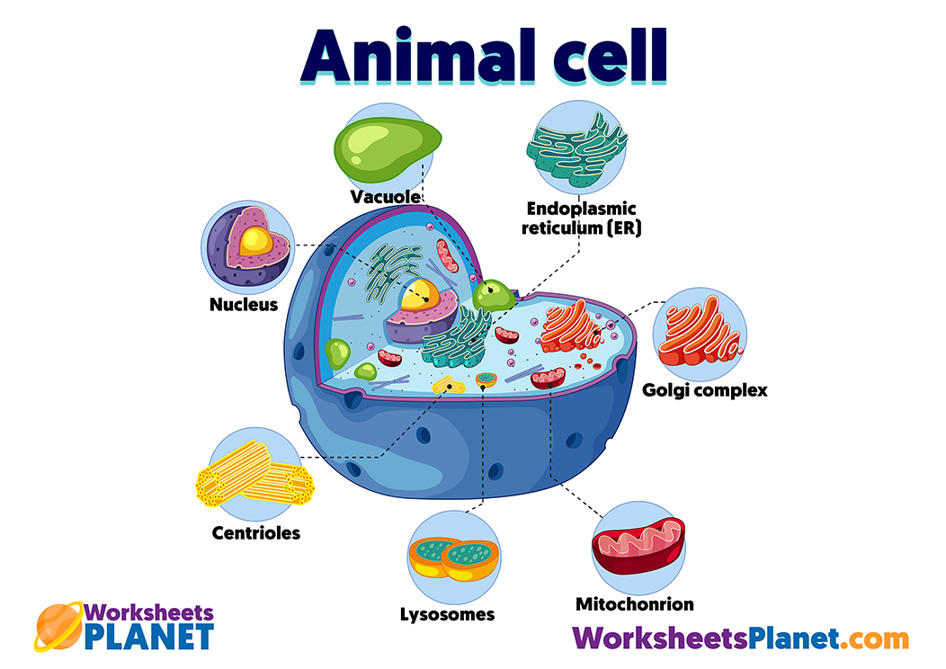 Animal Cell Science