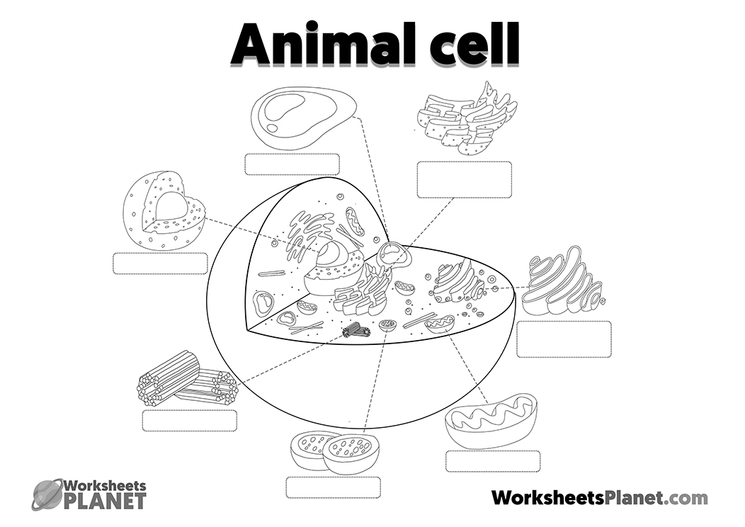 Animal Cell Structure