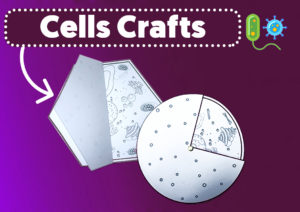 Easy Crafts Animal Cell And Plant Cell