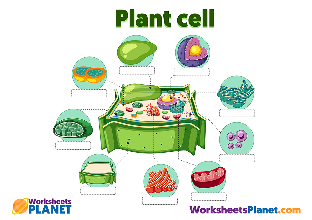 Plant Cell Anatomy For Kids