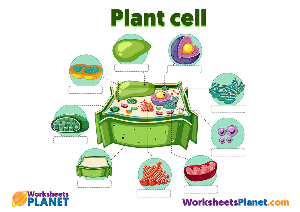 Plant Cell Anatomy For Kids