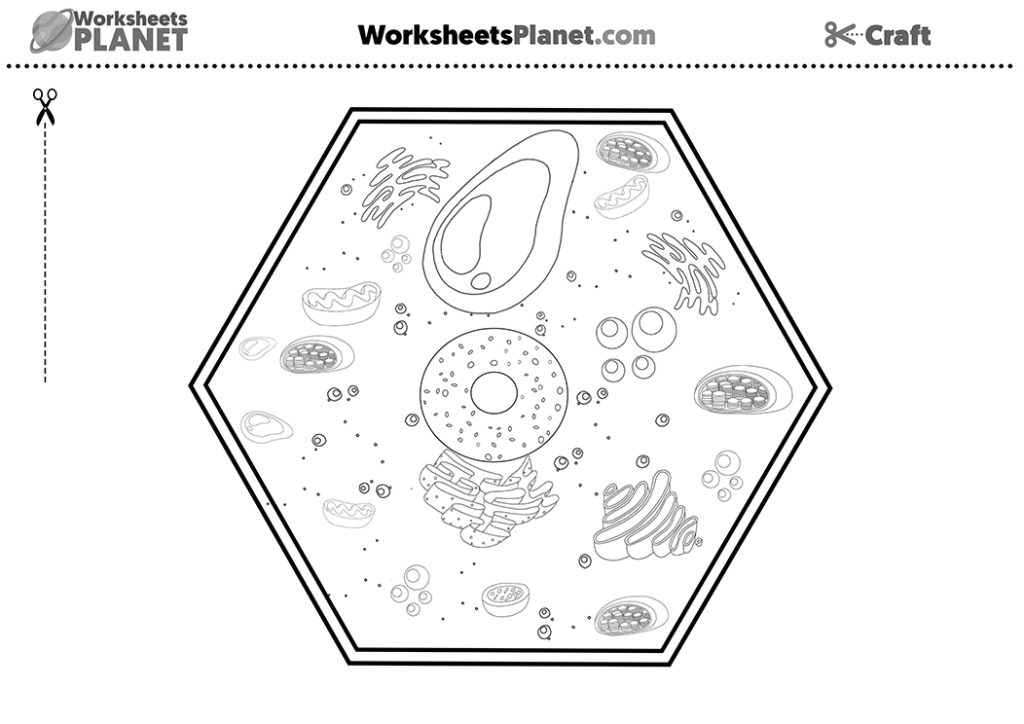 Animal Cell and Plant Cell | Primary Kids Science Resources