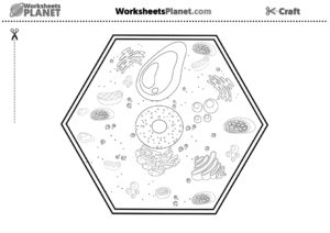 Plant Cell Easy Craft