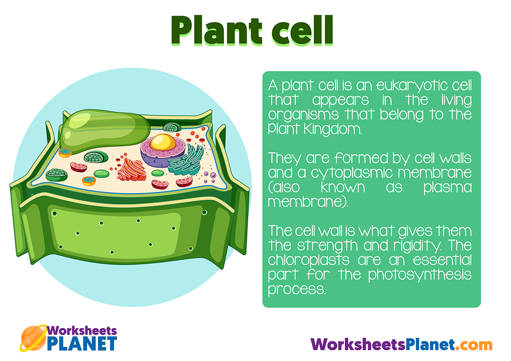 Plant Cell For Kids