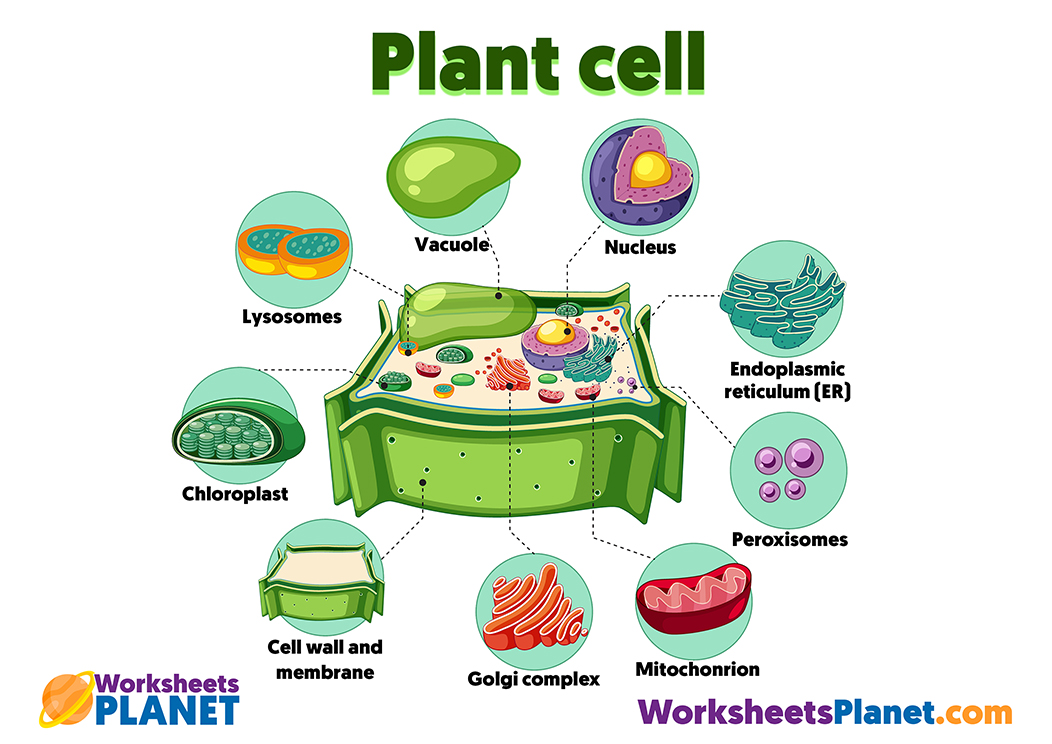 Plant Cell Science