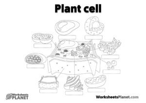 Plant Cell Structure