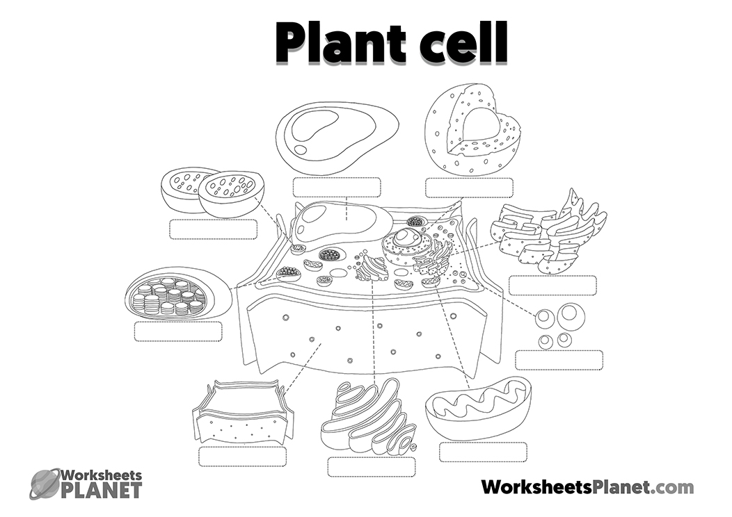 Plant Cell Structure