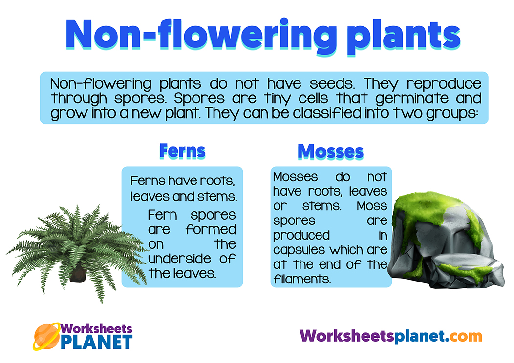 Classification Of Plants