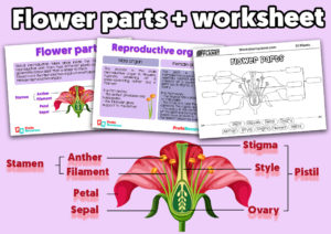 Flower Parts Free Printable