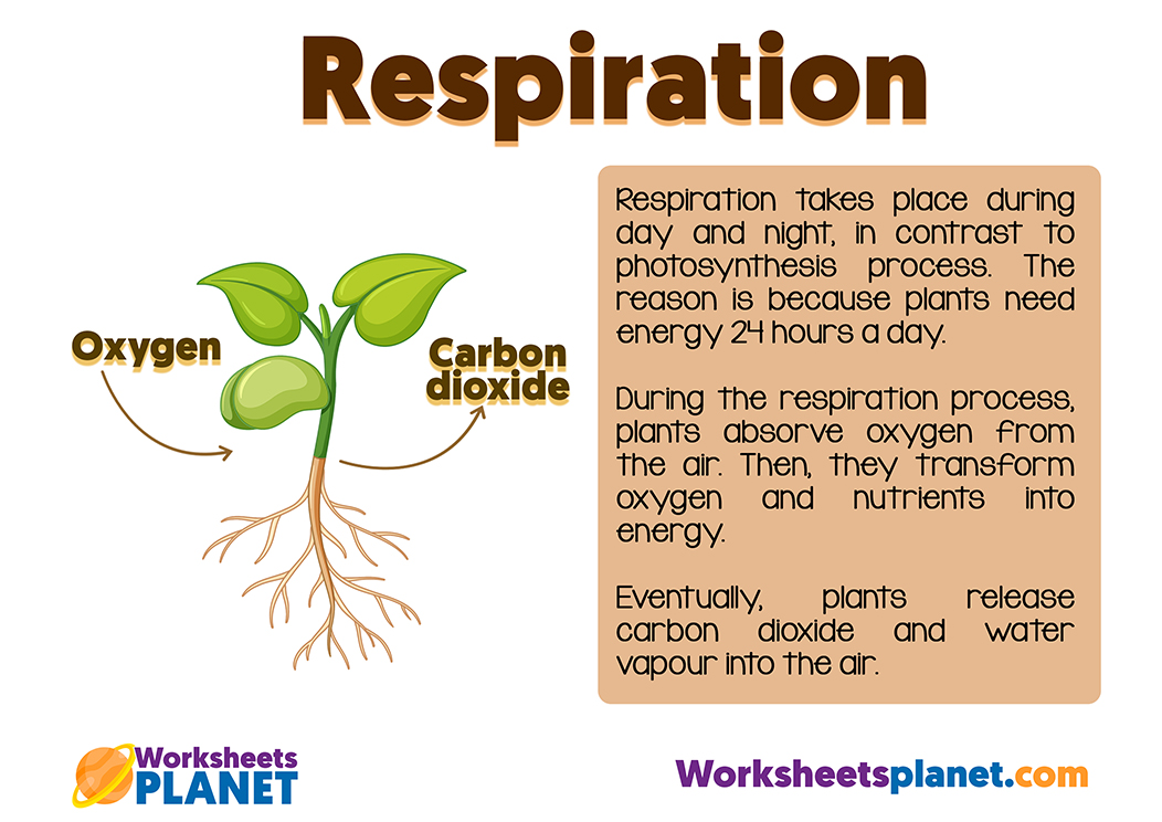 Free Photosynthesis Printable