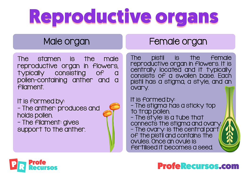 Parts Of A Flower And Their Functions