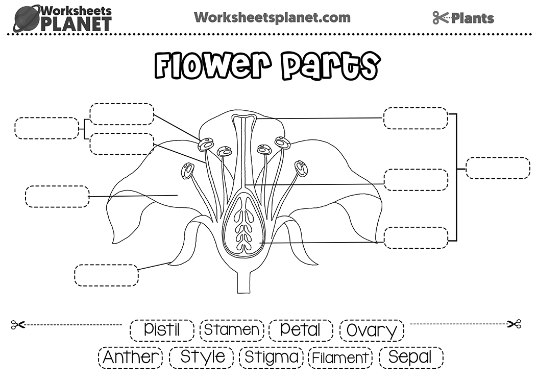 Parts Of A Flower Labelling Resource
