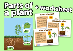 Parts Of A Plant For Kids