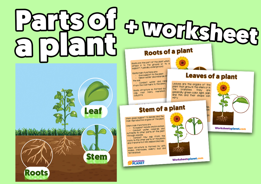 Parts of a Plant | Science Resource for Primary Kids