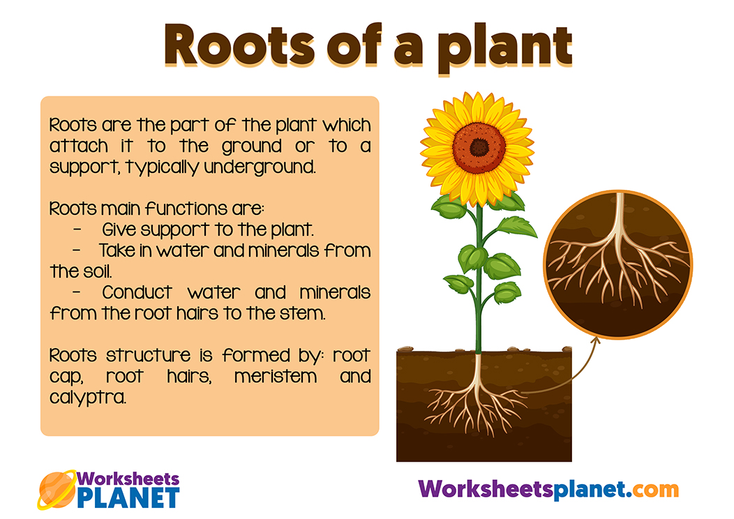 Parts Of A Plant For Kids