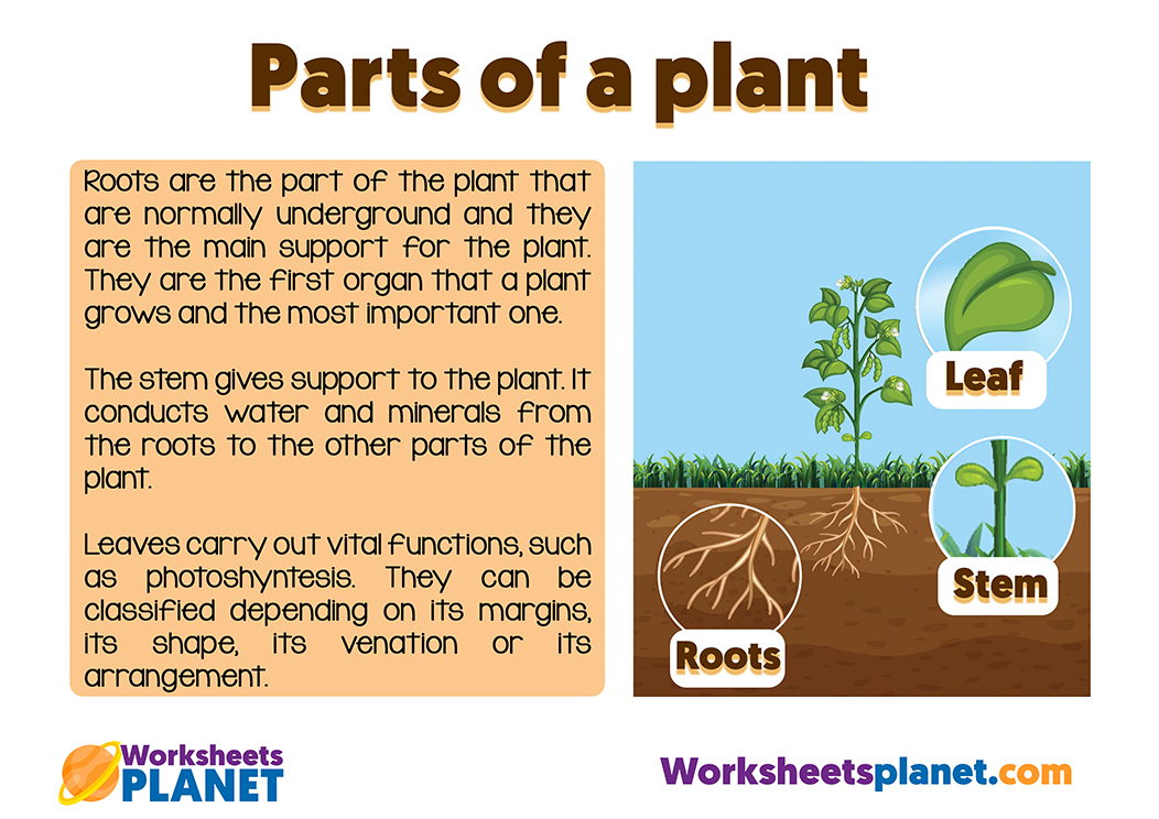 Parts Of A Plant Free Printable