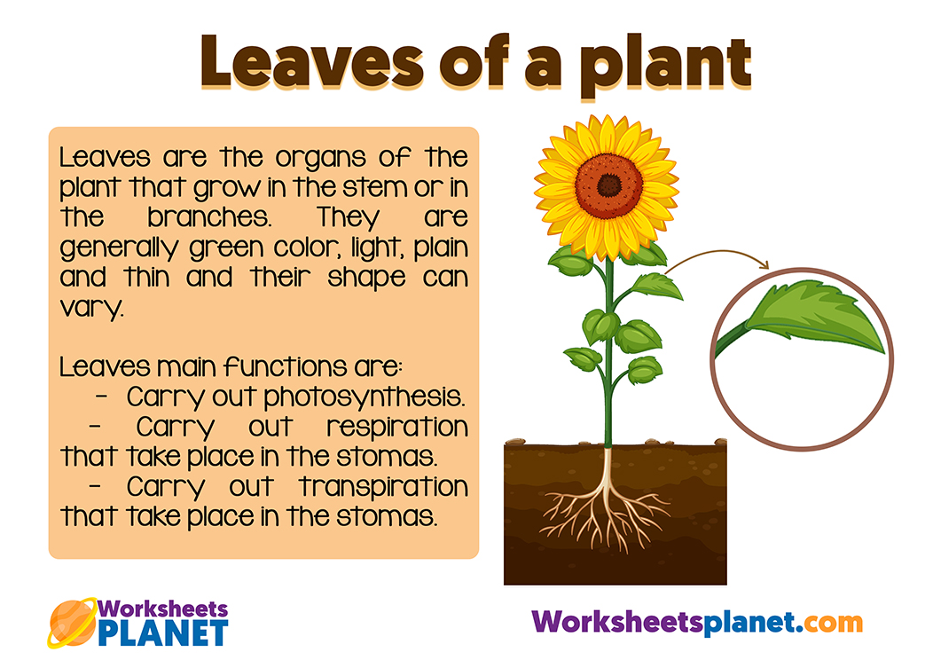 Parts Of A Plant Free Resource