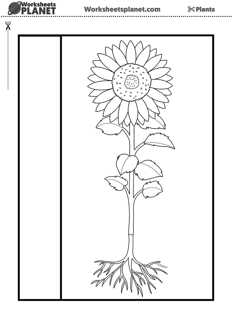 Parts Of A Plant Free Worksheet
