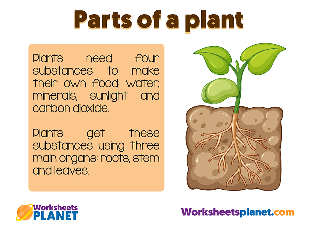 Parts Of A Plant Primary Resource