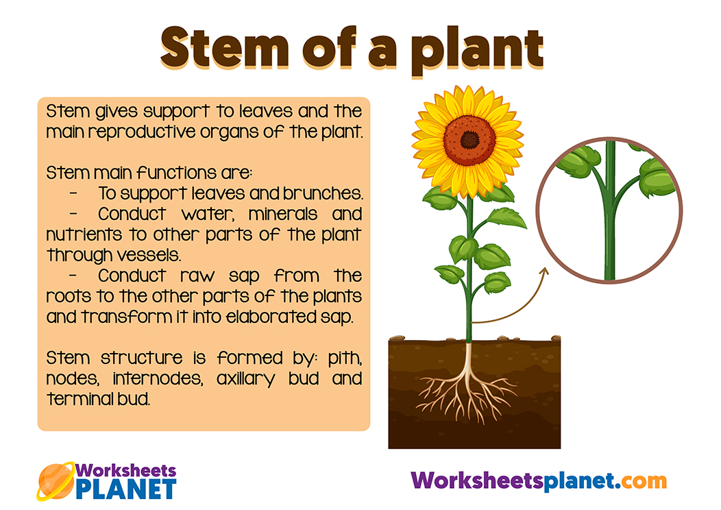Parts Of A Plant Science Resource